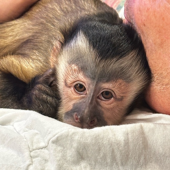 Meet your Posher, Brenda and her partner in crime Emma Rose 🐵 - Picture 11 of 14